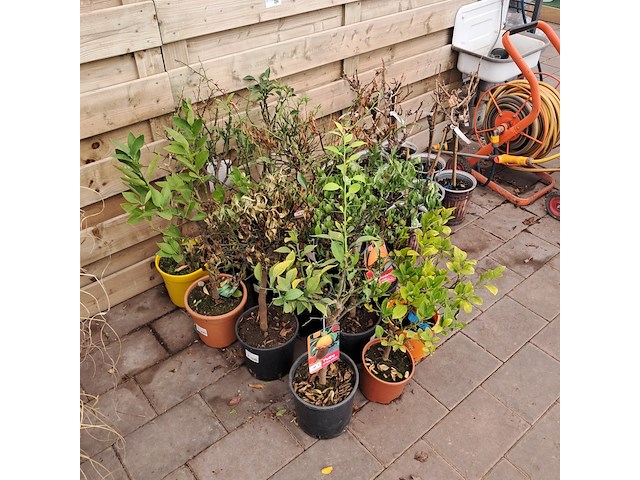 Ca. 23x fruitboompjes - afbeelding 9 van  15