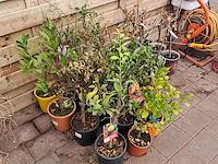 Ca. 23x fruitboompjes - afbeelding 9 van  15