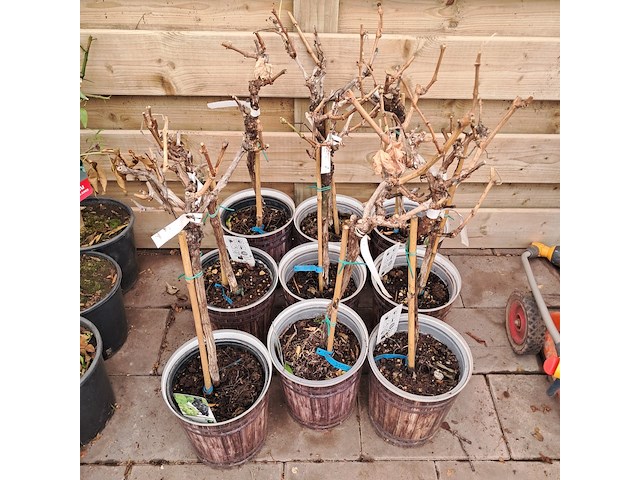 Ca. 23x fruitboompjes - afbeelding 10 van  15