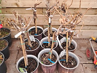 Ca. 23x fruitboompjes - afbeelding 10 van  15