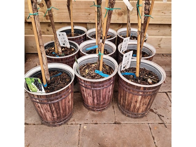 Ca. 23x fruitboompjes - afbeelding 11 van  15