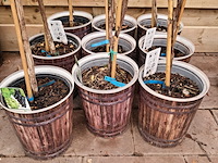 Ca. 23x fruitboompjes - afbeelding 11 van  15