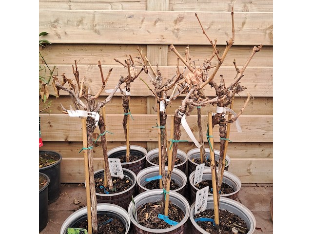 Ca. 23x fruitboompjes - afbeelding 12 van  15