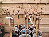 Ca. 23x fruitboompjes - afbeelding 12 van  15