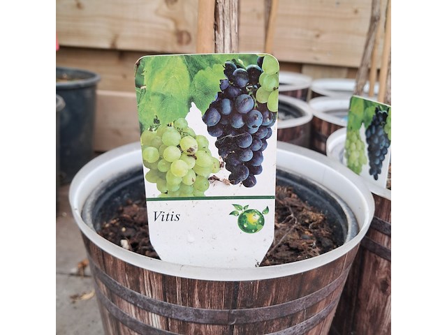 Ca. 23x fruitboompjes - afbeelding 13 van  15