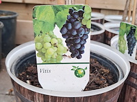 Ca. 23x fruitboompjes - afbeelding 13 van  15