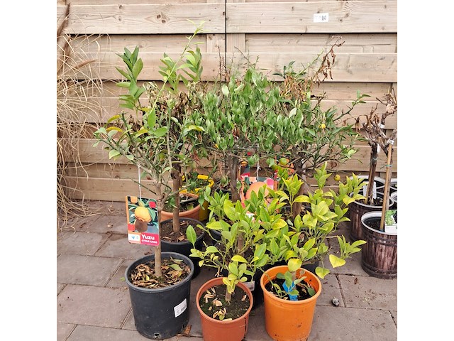 Ca. 23x fruitboompjes - afbeelding 14 van  15