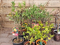 Ca. 23x fruitboompjes - afbeelding 14 van  15