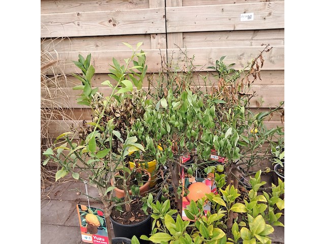 Ca. 23x fruitboompjes - afbeelding 15 van  15