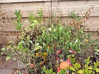 Ca. 23x fruitboompjes - afbeelding 15 van  15