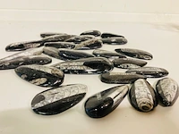 Ca. 24x orthoceras fossiel