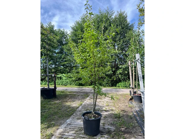 Ca. 25x gemengde landschapshaag, cornus mas e.a., sierplantsoen, bloei/herfstverkleuring, ca. 75-200 cm hoog - afbeelding 1 van  9