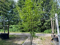 Ca. 25x gemengde landschapshaag, cornus mas e.a., sierplantsoen, bloei/herfstverkleuring, ca. 75-200 cm hoog