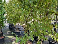 Ca. 25x gemengde landschapshaag, cornus mas e.a., sierplantsoen, bloei/herfstverkleuring, ca. 75-200 cm hoog - afbeelding 2 van  9
