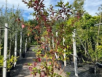 Ca. 25x gemengde landschapshaag, cornus mas e.a., sierplantsoen, bloei/herfstverkleuring, ca. 75-200 cm hoog - afbeelding 3 van  9