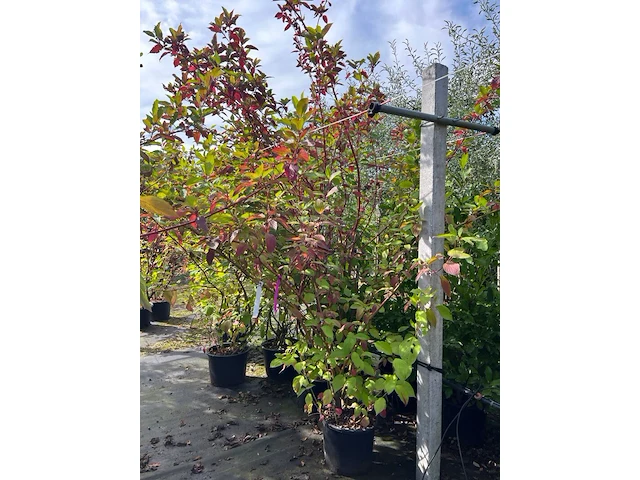 Ca. 25x gemengde landschapshaag, cornus mas e.a., sierplantsoen, bloei/herfstverkleuring, ca. 75-200 cm hoog - afbeelding 4 van  9