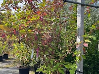 Ca. 25x gemengde landschapshaag, cornus mas e.a., sierplantsoen, bloei/herfstverkleuring, ca. 75-200 cm hoog - afbeelding 4 van  9