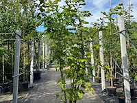 Ca. 25x gemengde landschapshaag, cornus mas e.a., sierplantsoen, bloei/herfstverkleuring, ca. 75-200 cm hoog - afbeelding 5 van  9