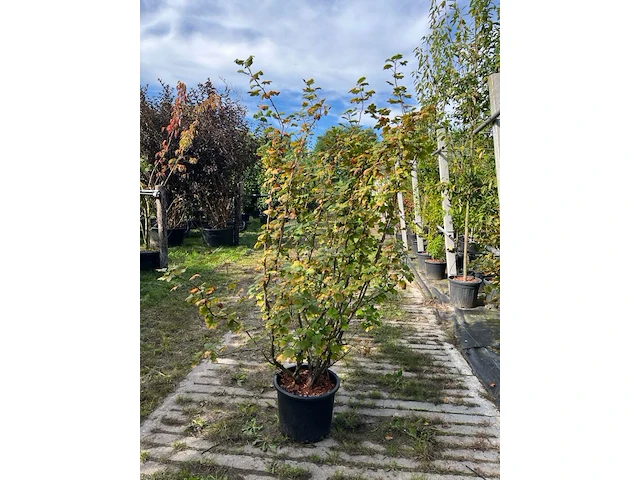 Ca. 25x gemengde landschapshaag, cornus mas e.a., sierplantsoen, bloei/herfstverkleuring, ca. 75-200 cm hoog - afbeelding 6 van  9