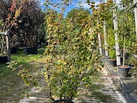 Ca. 25x gemengde landschapshaag, cornus mas e.a., sierplantsoen, bloei/herfstverkleuring, ca. 75-200 cm hoog - afbeelding 6 van  9