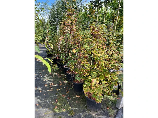 Ca. 25x gemengde landschapshaag, cornus mas e.a., sierplantsoen, bloei/herfstverkleuring, ca. 75-200 cm hoog - afbeelding 7 van  9