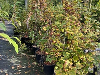 Ca. 25x gemengde landschapshaag, cornus mas e.a., sierplantsoen, bloei/herfstverkleuring, ca. 75-200 cm hoog - afbeelding 7 van  9