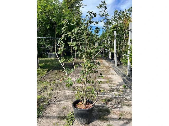 Ca. 25x gemengde landschapshaag, cornus mas e.a., sierplantsoen, bloei/herfstverkleuring, ca. 75-200 cm hoog - afbeelding 8 van  9