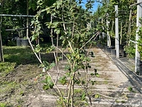 Ca. 25x gemengde landschapshaag, cornus mas e.a., sierplantsoen, bloei/herfstverkleuring, ca. 75-200 cm hoog - afbeelding 8 van  9