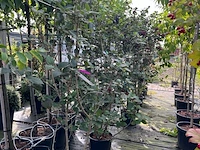 Ca. 25x gemengde landschapshaag, cornus mas e.a., sierplantsoen, bloei/herfstverkleuring, ca. 75-200 cm hoog - afbeelding 9 van  9
