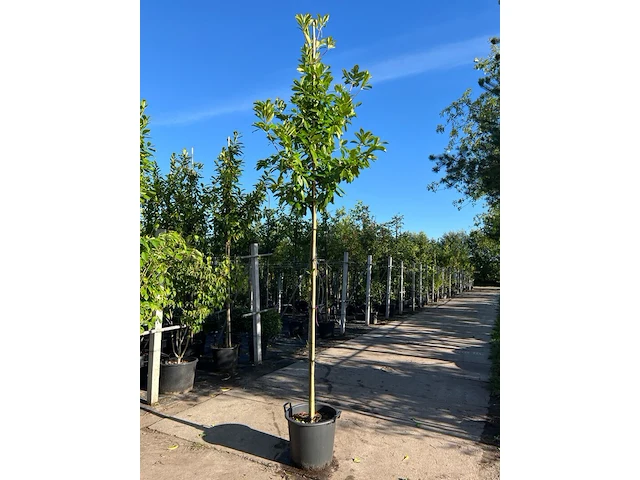 Ca. 25x laurierkers, prunus 'novita', leigeschikt, wintergroen, ca. 3-3.5 m hoog - afbeelding 1 van  2
