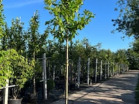 Ca. 25x laurierkers, prunus 'novita', leigeschikt, wintergroen, ca. 3-3.5 m hoog