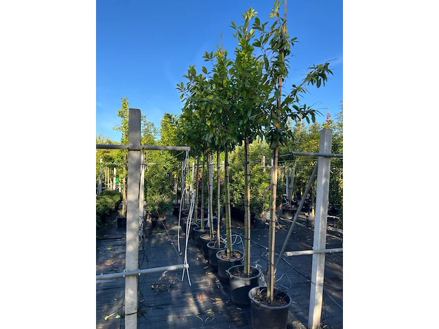 Ca. 25x laurierkers, prunus 'novita', leigeschikt, wintergroen, ca. 3-3.5 m hoog - afbeelding 2 van  2