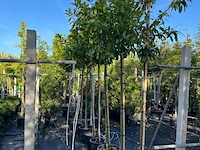 Ca. 25x laurierkers, prunus 'novita', leigeschikt, wintergroen, ca. 3-3.5 m hoog - afbeelding 2 van  2