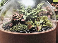 Ca. 25x planten terrarium esschert design - afbeelding 3 van  3