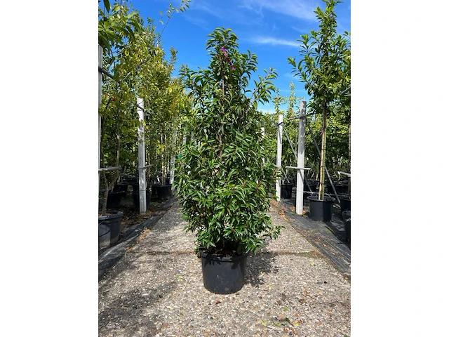 Ca. 25x portugese laurier, prunus lusitanica, haagplant, wintergroen, ca. 125-175cm hoog - afbeelding 1 van  3