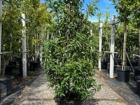 Ca. 25x portugese laurier, prunus lusitanica, haagplant, wintergroen, ca. 125-175cm hoog