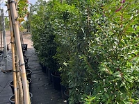 Ca. 25x portugese laurier, prunus lusitanica, haagplant, wintergroen, ca. 125-175cm hoog - afbeelding 2 van  3