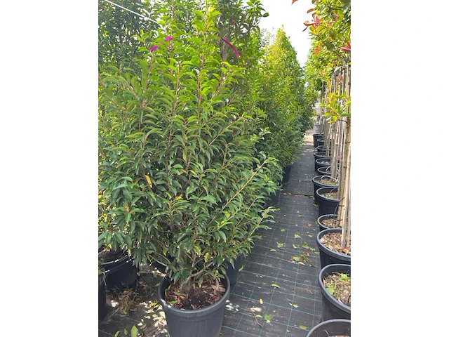 Ca. 25x portugese laurier, prunus lusitanica, haagplant, wintergroen, ca. 125-175cm hoog - afbeelding 3 van  3