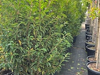 Ca. 25x portugese laurier, prunus lusitanica, haagplant, wintergroen, ca. 125-175cm hoog - afbeelding 3 van  3