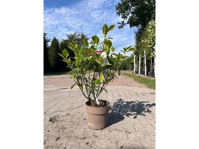 Ca. 25x sierstruik, aucuba 'variegata', e.a., sierheester, bloei/herfstverkleuring, ca. 30-60 cm hoog - afbeelding 1 van  10