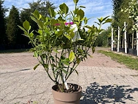 Ca. 25x sierstruik, aucuba 'variegata', e.a., sierheester, bloei/herfstverkleuring, ca. 30-60 cm hoog