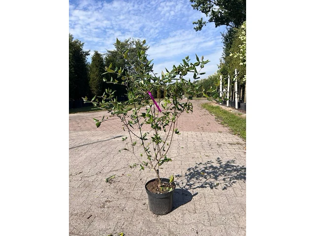 Ca. 25x sierstruik, aucuba 'variegata', e.a., sierheester, bloei/herfstverkleuring, ca. 30-60 cm hoog - afbeelding 3 van  10