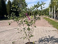 Ca. 25x sierstruik, aucuba 'variegata', e.a., sierheester, bloei/herfstverkleuring, ca. 30-60 cm hoog - afbeelding 3 van  10