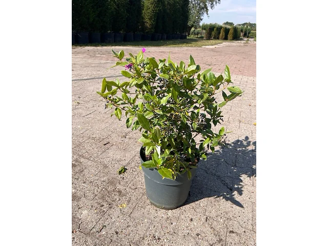 Ca. 25x sierstruik, aucuba 'variegata', e.a., sierheester, bloei/herfstverkleuring, ca. 30-60 cm hoog - afbeelding 4 van  10