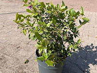 Ca. 25x sierstruik, aucuba 'variegata', e.a., sierheester, bloei/herfstverkleuring, ca. 30-60 cm hoog - afbeelding 4 van  10