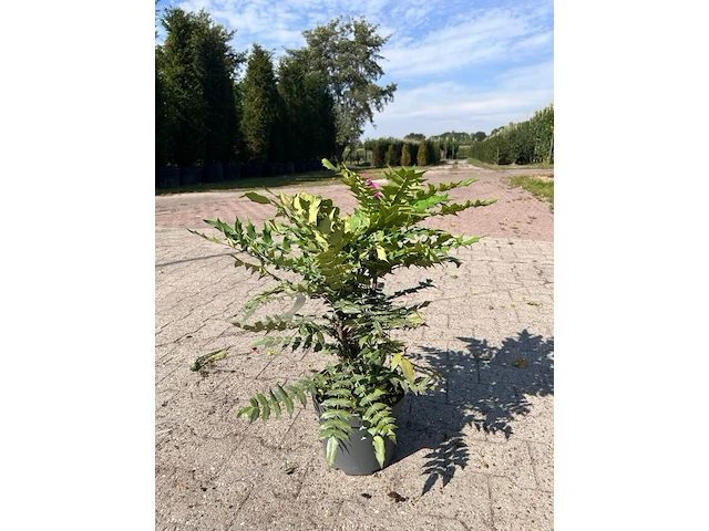 Ca. 25x sierstruik, aucuba 'variegata', e.a., sierheester, bloei/herfstverkleuring, ca. 30-60 cm hoog - afbeelding 5 van  10