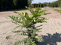 Ca. 25x sierstruik, aucuba 'variegata', e.a., sierheester, bloei/herfstverkleuring, ca. 30-60 cm hoog - afbeelding 5 van  10