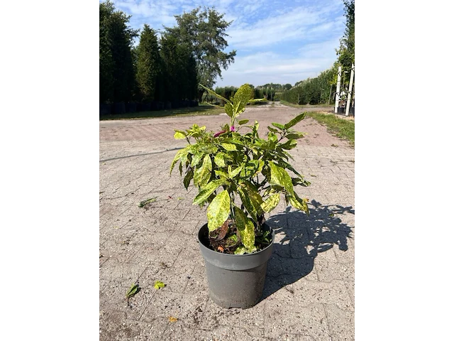 Ca. 25x sierstruik, aucuba 'variegata', e.a., sierheester, bloei/herfstverkleuring, ca. 30-60 cm hoog - afbeelding 6 van  10