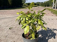 Ca. 25x sierstruik, aucuba 'variegata', e.a., sierheester, bloei/herfstverkleuring, ca. 30-60 cm hoog - afbeelding 6 van  10