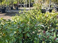 Ca. 25x sierstruik, aucuba 'variegata', e.a., sierheester, bloei/herfstverkleuring, ca. 30-60 cm hoog - afbeelding 8 van  10